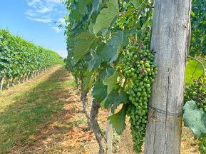 Üppige Weinreben im Piemont