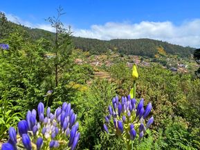 Blaue Blumen und Ausblick auf Madeira