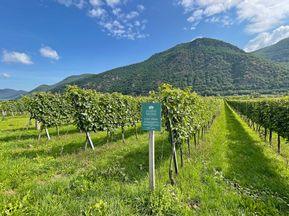 Weingärten Grüner Veltliner bei Traismauer