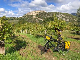 Ein Fahrrad lehnt an Weinreben, im Hintergrund ein Weingarten und eine mittelalterliche Stadt auf einem Hügel