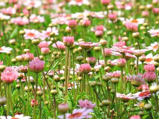 Flower meadow with pink flowers
