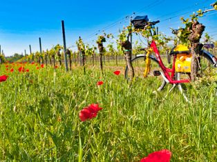 Eurobike bike in an orchard with poppies