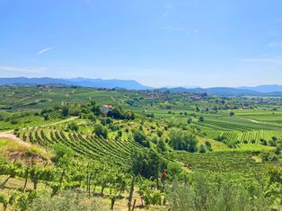 Panoramic view of the vineyards in Friuli