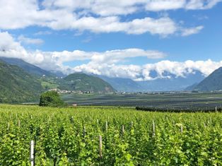 Ausblick auf die Weinreben in Südtirol