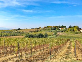Blick auf einen Weingarten in der Toskana