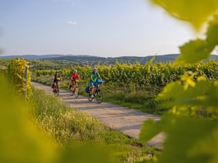 Radfahrer auf der deutschen Weinstrasse nahe Leistadt in der Pfalz