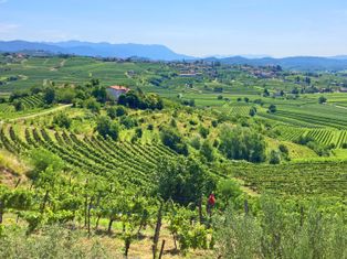 Panoramablick über Weinberge und sanfte Hügel nach Collio