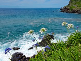 Blumen an der Küste Portugals