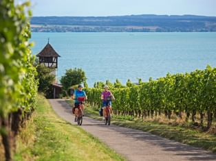 Zwei Radfahrer fahren durch Weinberge bei Meersburg mit Bodensee und historischem Turm im Hintergrund unter blauem Himmel.