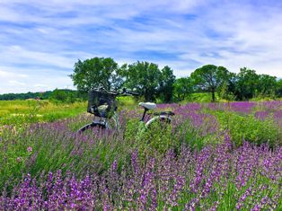 Fahrrad im Lavendelfeld in der Provence