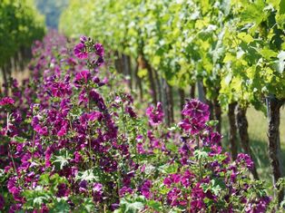 Flowers in the vineyards