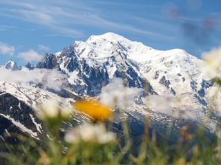 Snow-covered Mont Blanc massif with glaciers under blue sky, white and yellow wildflowers in foreground, green meadow at mountain base.