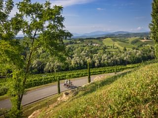 Two cyclists on a paved road winding through green vineyards in the Collio wine region, with rolling hills and mountains in the background.