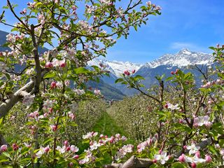 Apple trees on the Adige cycle path with snow-covered mountains in the background