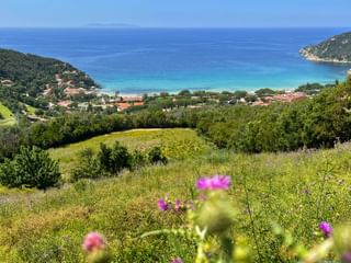 View from green hills with pink wildflowers overlooking a turquoise bay near Piombino and Elba. Coastal village and forested hills frame the bay.