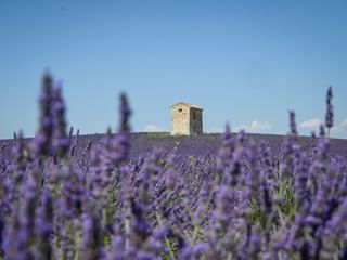 Stone building on a hill surrounded by blooming purple lavender fields under a clear blue sky in South France.