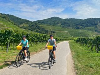 Two cyclists cycle through vineyards