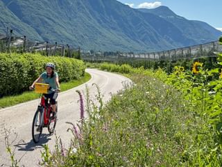 Female cyclist on paved path through apple orchards with sunflowers. Mountains rise in background under blue sky near Meran.