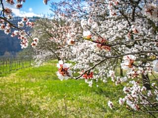 Close-up of apricot blossoms