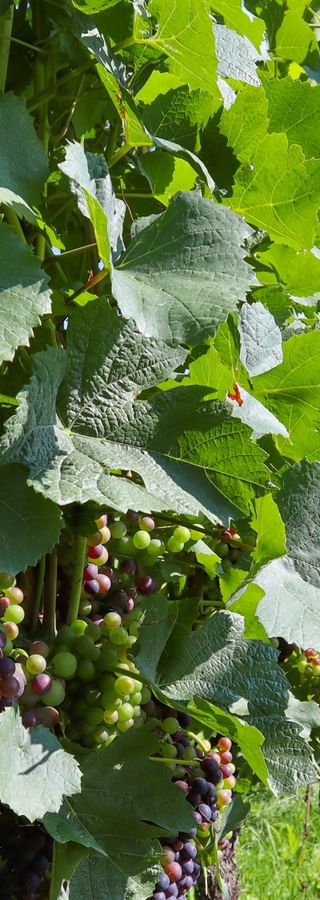 Vines