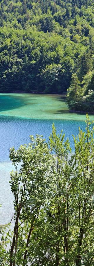 Blick auf den Alpsee