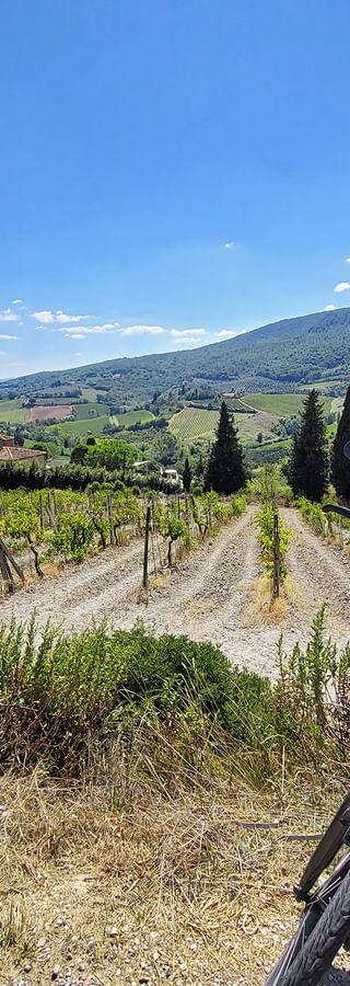 Blick auf die Weinberge