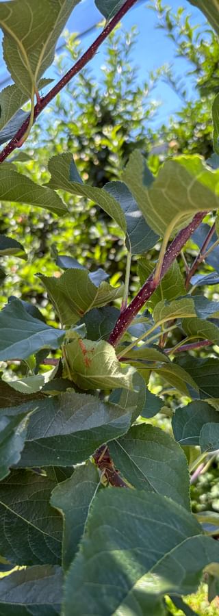 Ripe apples hanging on branches with green leaves in an orchard under blue sky. Sunlight illuminates the fruit and foliage.