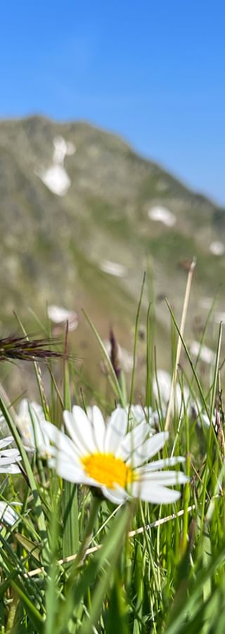 White daisies with yellow centers in green grass on alpine meadow. Mountain peak Deneck visible in background under blue sky in Styria.
