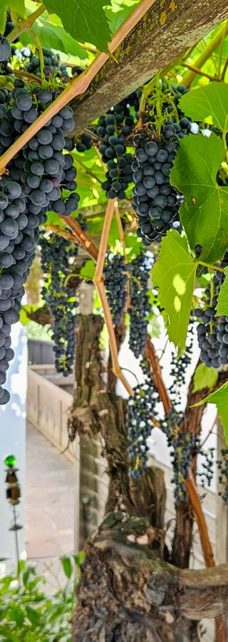 Vines Kastelbell Koefelgut Winery South Tyrol