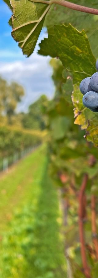 Weinreben mit roten Weintrauben