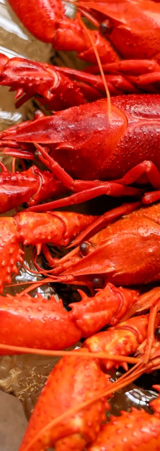 Mehrere leuchtend rote gekochte Hummer auf einer Silberplatte, garniert mit frischem grünem Dill. Die Hummer zeigen ihre Scheren deutlich.