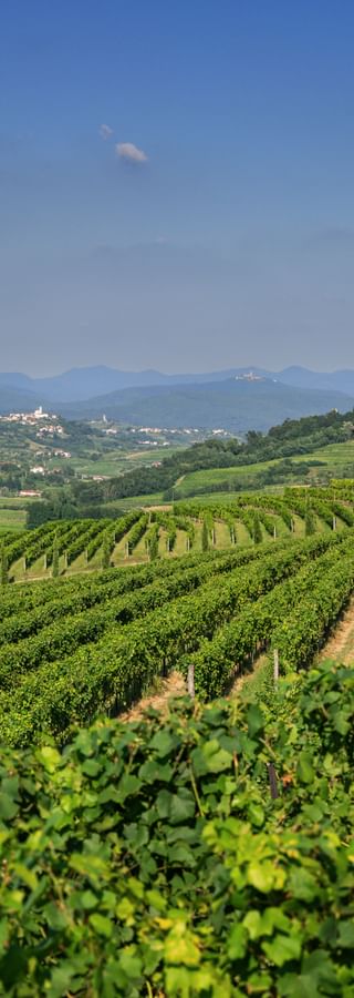 Rolling vineyards in Collio, Italy with neat rows of grapevines. Hills with scattered villages and mountains visible under blue sky.