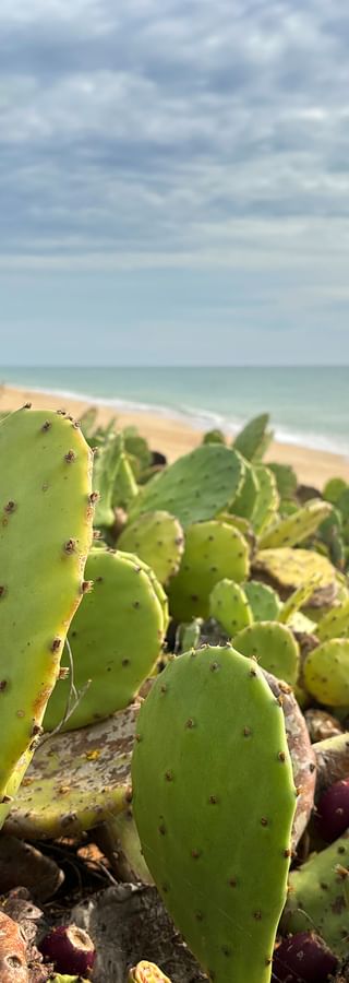 Cacti on the beach in Portugal