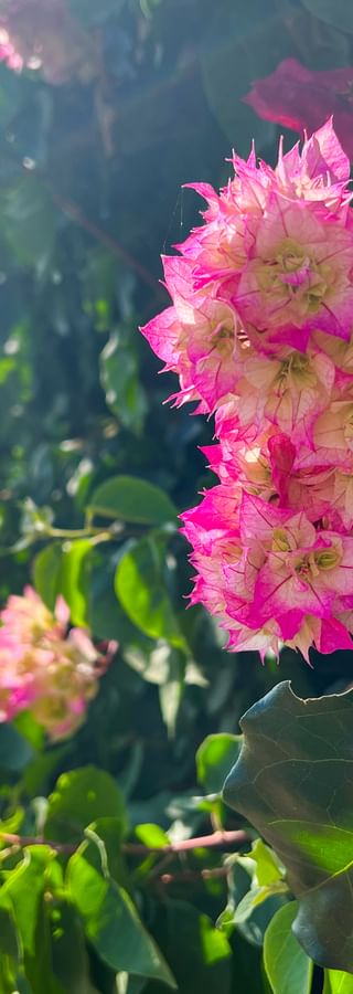 Vibrant pink bougainvillea flowers in full bloom at Funchal botanical garden, Madeira, with colorful flower beds visible in the background.