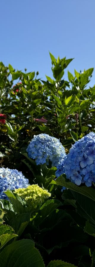 Hydrangeas in bloom on Madeira