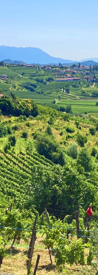 Panoramablick über Weinberge und sanfte Hügel nach Collio