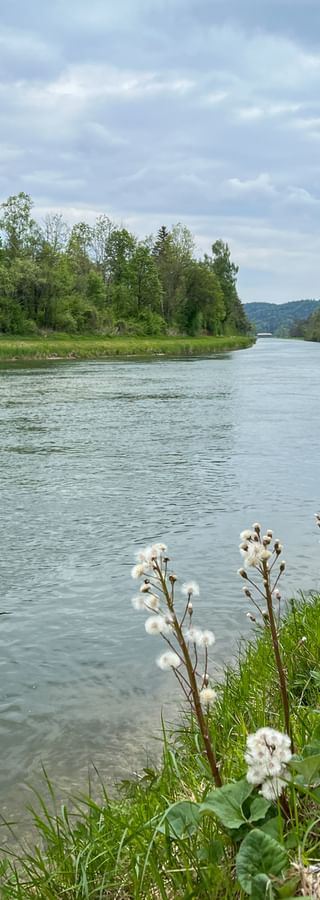Isar River flowing through green landscape with white wildflowers in foreground. Tree-lined banks and cloudy sky visible in background.