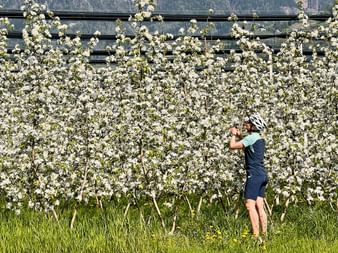 Radfahrer mit Helm fotografiert blühende Apfelbäume mit weißen Blüten in einer Obstplantage. Berge im Hintergrund nahe Meran.