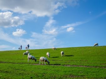 Zwei Radfahrer auf einem grünen Deich in Dithmarschen mit grasenden Schafen am Hang unter blauem Himmel mit weißen Wolken.