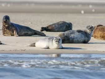 Norderney Seehunde