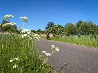 Radfahrer auf asphaltiertem Radweg gesäumt von weißen Wildblumen und hohem Gras bei Amsterdam Slotermeer unter blauem Himmel.