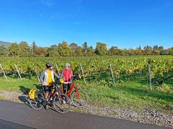 Weinreben