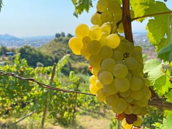 Vineyards in Tuscany