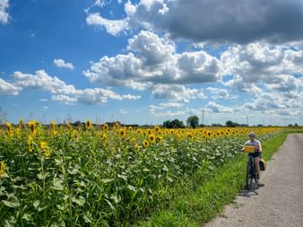 Radfahrer auf asphaltiertem Weg neben ausgedehntem Sonnenblumenfeld bei Grions im Friaul unter blauem Himmel mit weißen Wolken.