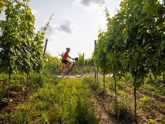 Radfahrer im roten Shirt fährt durch grüne Weinbergreihen auf dem Neckarradweg unter bewölktem Himmel mit gelben Packtaschen am Fahrrad.