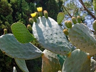 Feigenkaktus auf Mallorca mit hellgrünen paddelförmigen Segmenten und gelben Blüten an der Spitze vor immergrünen Bäumen.