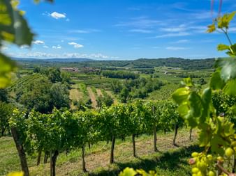Reihen grüner Rebstöcke in den Weinbergen von Collio Plesivo, Friaul, mit sanften Hügeln und blauem Himmel im Hintergrund.