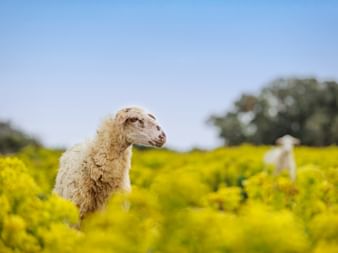 Sheep