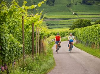 Radweg durch die Weinberge des Kalterer Sees