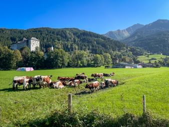 Herd of brown and white cows grazing in a green meadow near Kaprun. Mountains, forests, a castle and farm buildings visible in background.